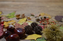 collection of leaves, berries, and acorns 