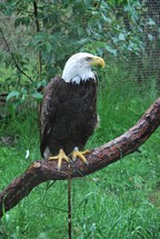bald eagle 