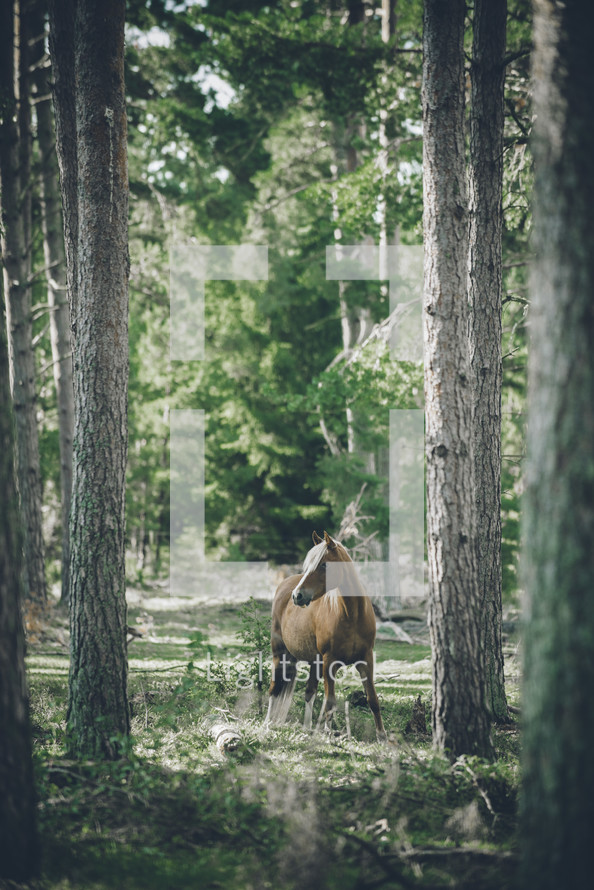 a horse in the woods 