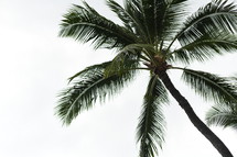 palm tree against a cloudy sky 