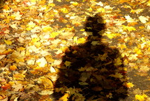 Shadow in the fallen autumn leaves.