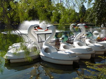 swan boats docked at the edge of a pond 