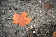 fall leaf on pavement 