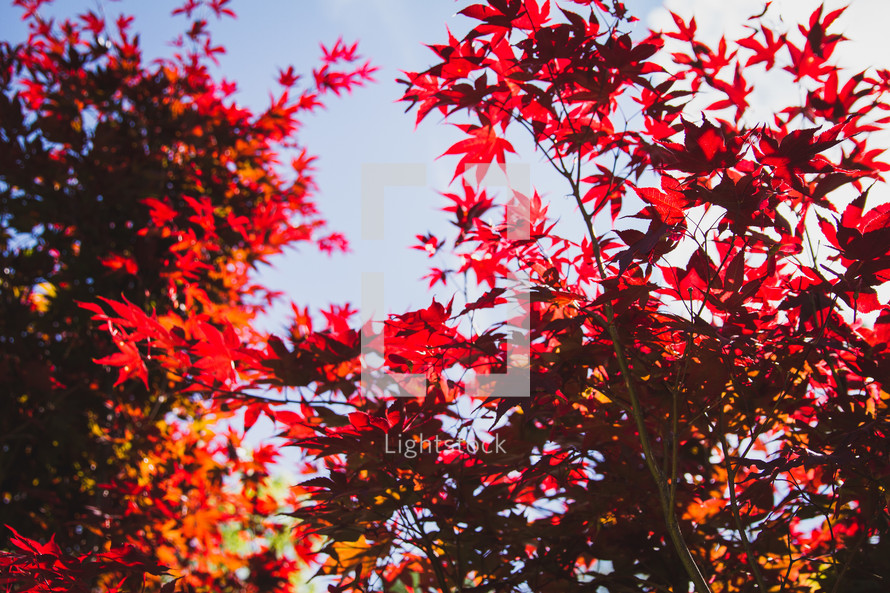 red maple leaves against a blue sky 