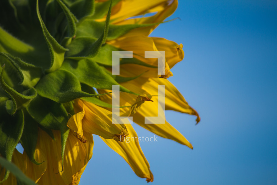 sunflower closeup and blue sky