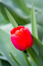red tulip flower 