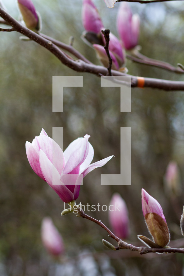 pink flower buds on a spring tree 