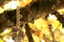 knot in a rope around a tree limb 