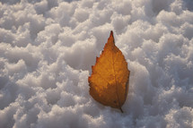 brown leaf in snow 