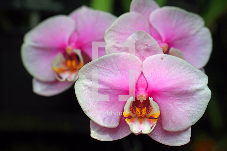 pink orchids 