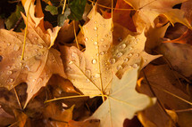 rain droplets on fall leaves