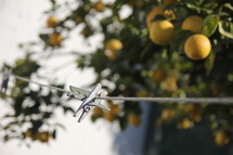 Clothes pin on line and lemon tree