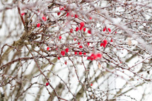 red berries on a winter tree 