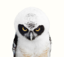 Spectacled Owl (Pulsatrix perspicillata) on white background