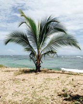 a palm tree on a beach 