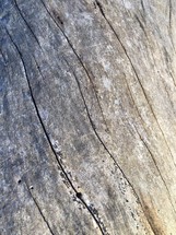 cracks in wood log