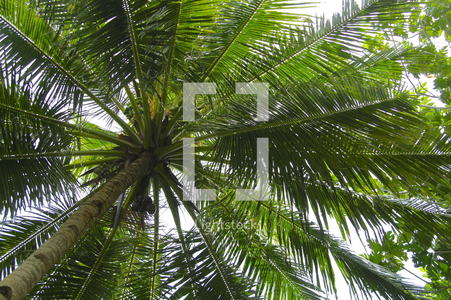 Looking up a palm tree, seeing its branches or fronds