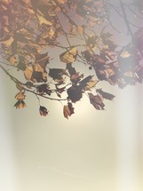 leaves on a tree branch