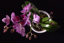 pink orchids, side-lit, viewed from above on a black background with shallow depth of field
