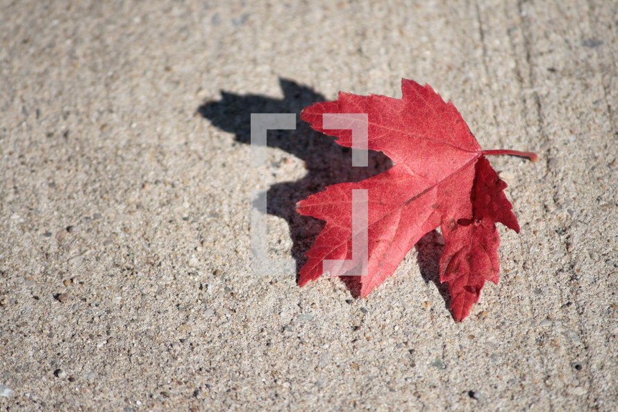 red leaf on sidewalk 