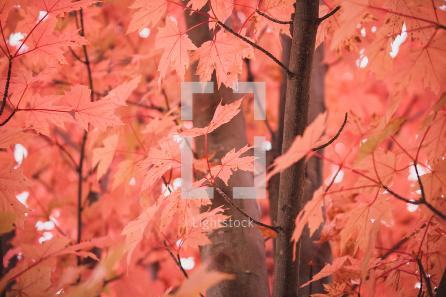 red maple leaves on a fall tree 