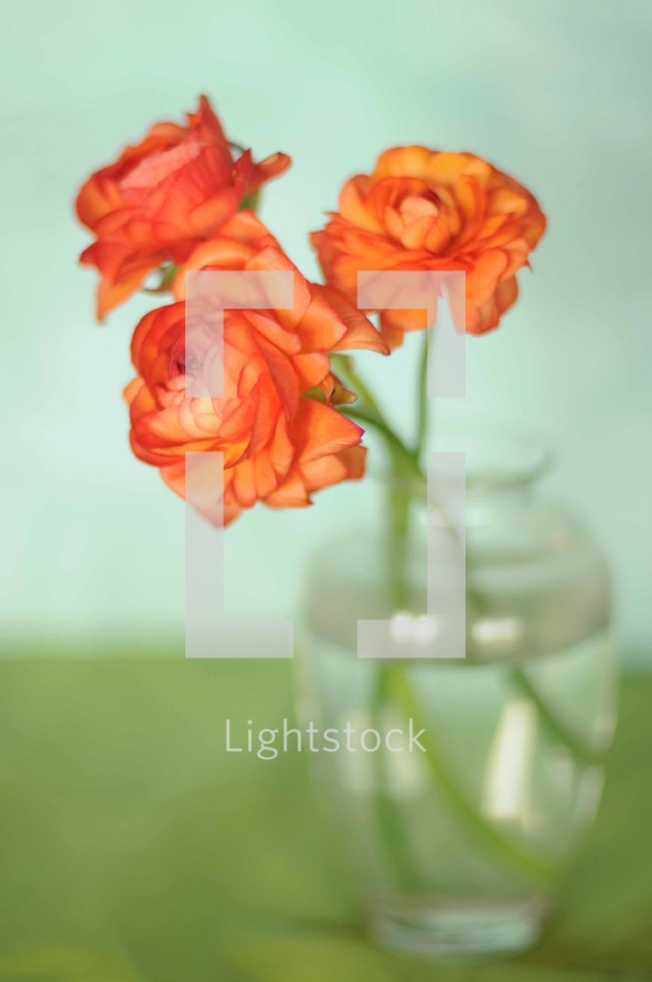 orange roses in a vase 