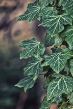 green English ivy leaves 