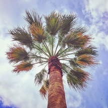 looking up at the top of a Palm tree 