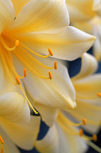 yellow lilies 
