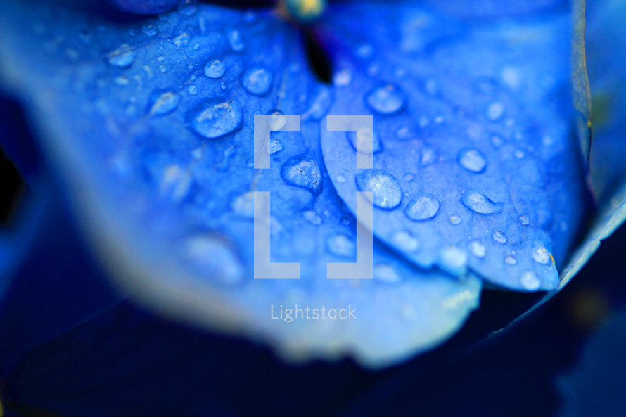 closeup of rain on a blue hydrangea 