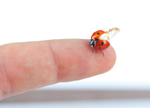 ladybug on a finger 