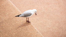seagull looking down 