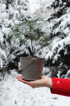woman holding a tiny Christmas tree