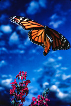 Monarch butterfly hovering over a flower 