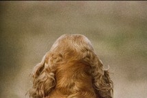 back of a dogs head 