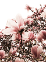 Blooming magnolias.