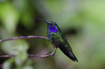 Green Violet Ear Hummingbird, Costa Rica 