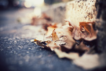 brown fall leaves on asphalt 