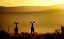 Two mule deer at sunrise.