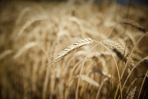 a field of wheat 