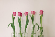 pink tulips in vases 