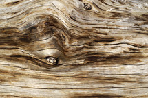 wood grains on a log