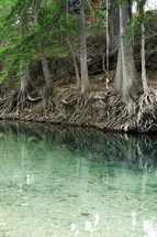mangrove tree roots in water