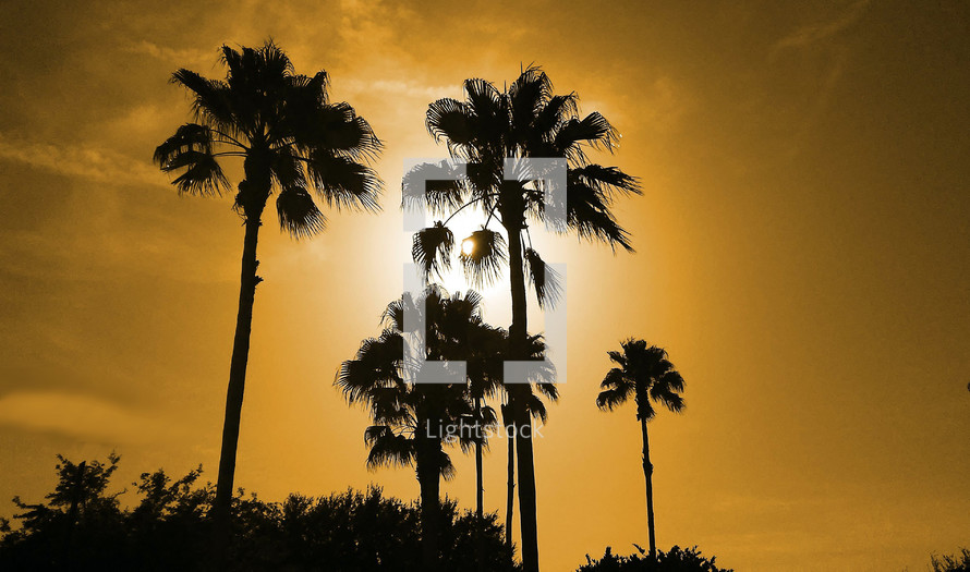 A group of palm tree silhouettes at sunset swaying in the summer breeze somewhere in the tropics during summer time. 
