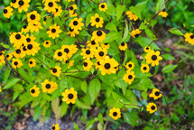 yellow flowers with black centers 