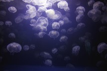 School of jellyfish in the ocean.