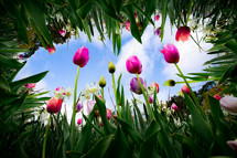 Colorful tulips reach towards the blue sky