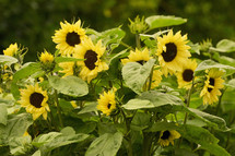 Details of sunflower on summer field