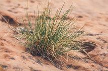 tall grasses in desert soil 