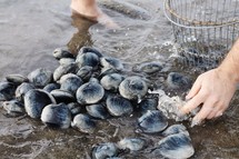 washing clams 
